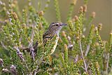 Striated Fieldwren